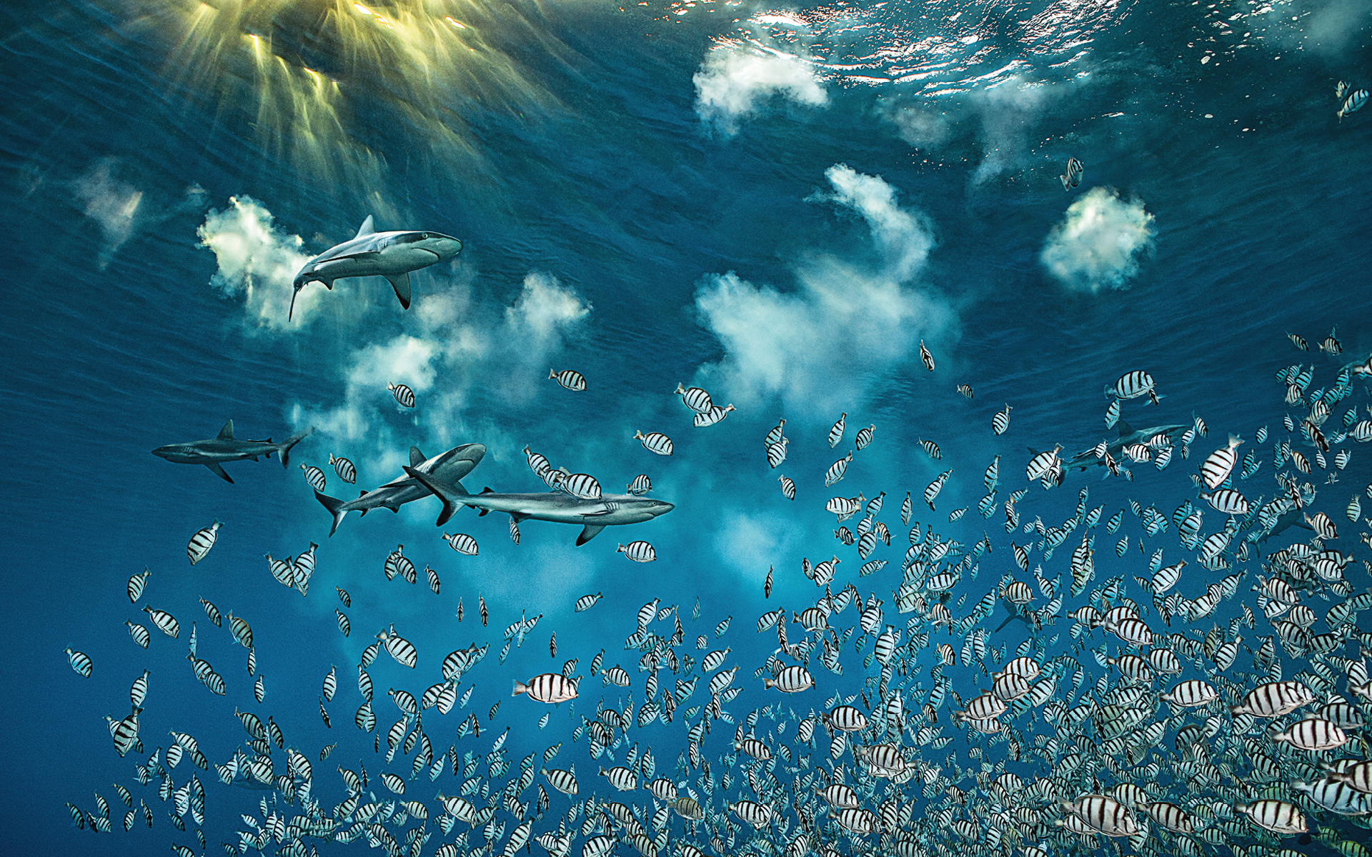 700 Sharks IN THE NIGHT