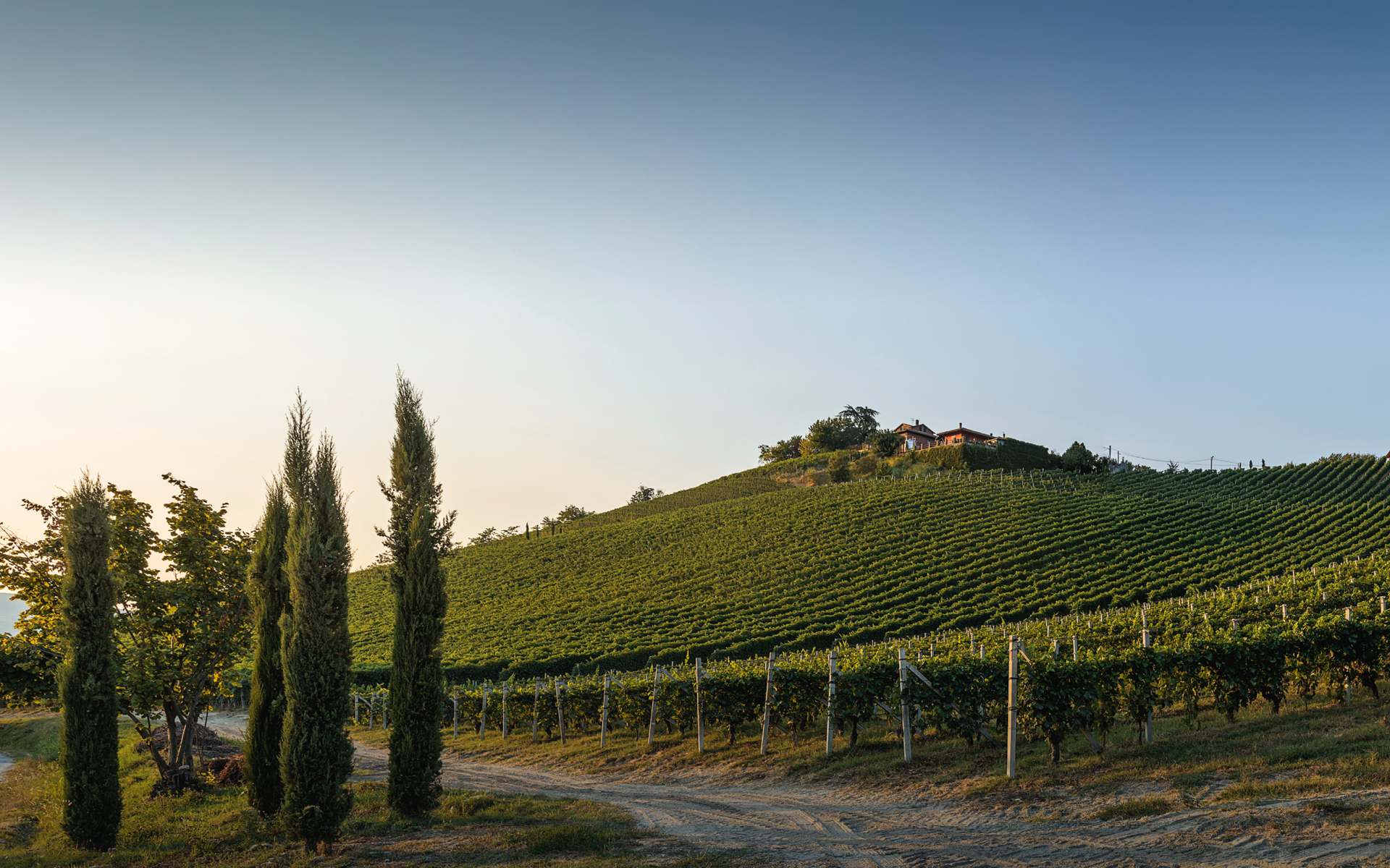 GAJA WINE