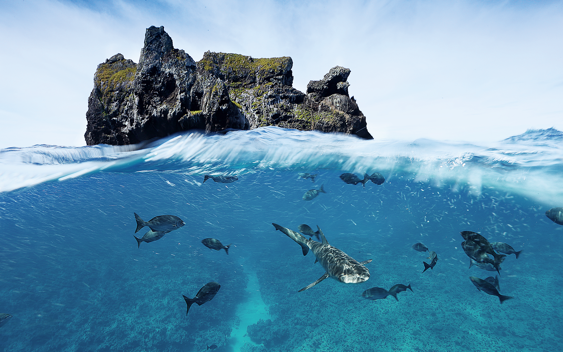 Pristine Seas Expeditions