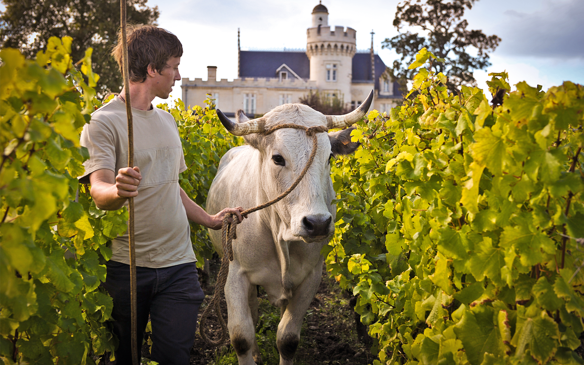 Bordeaux CHÂTEAU PAPE CLÉMENT