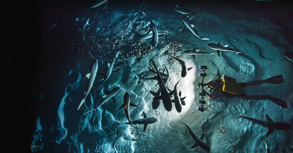 700 Sharks IN THE NIGHT