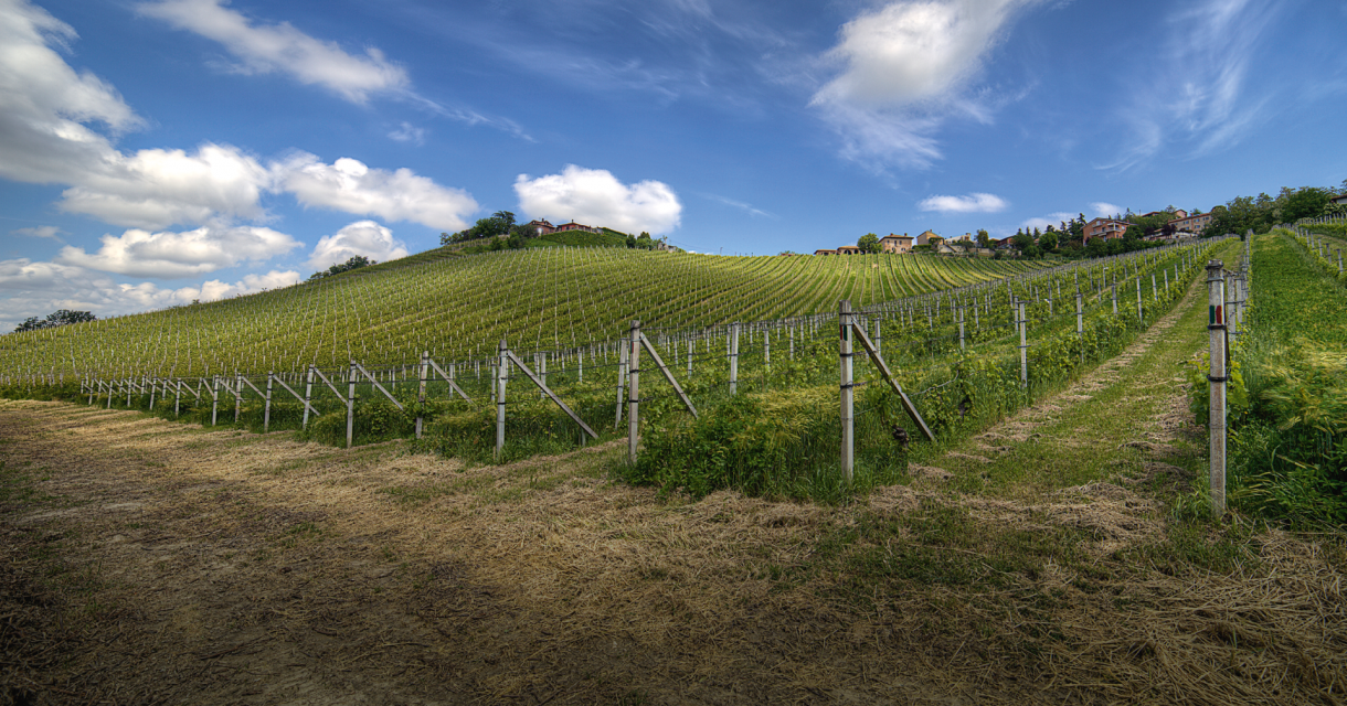 GAJA WINE 