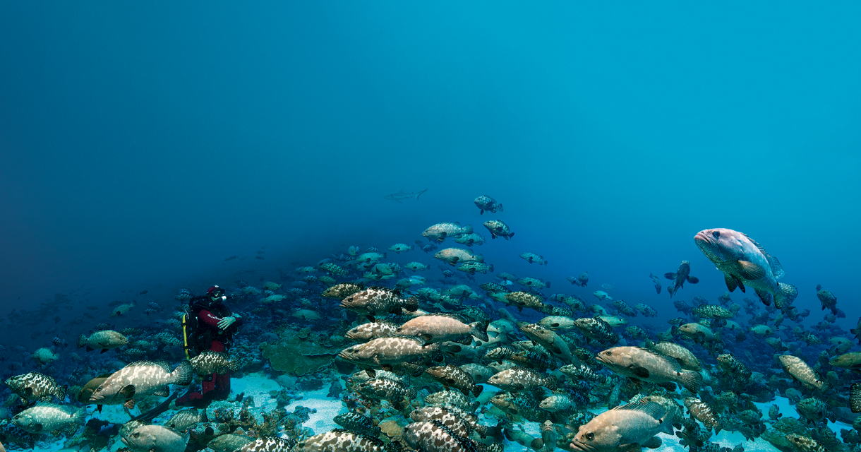 THE “GROUPER MYSTERY” 