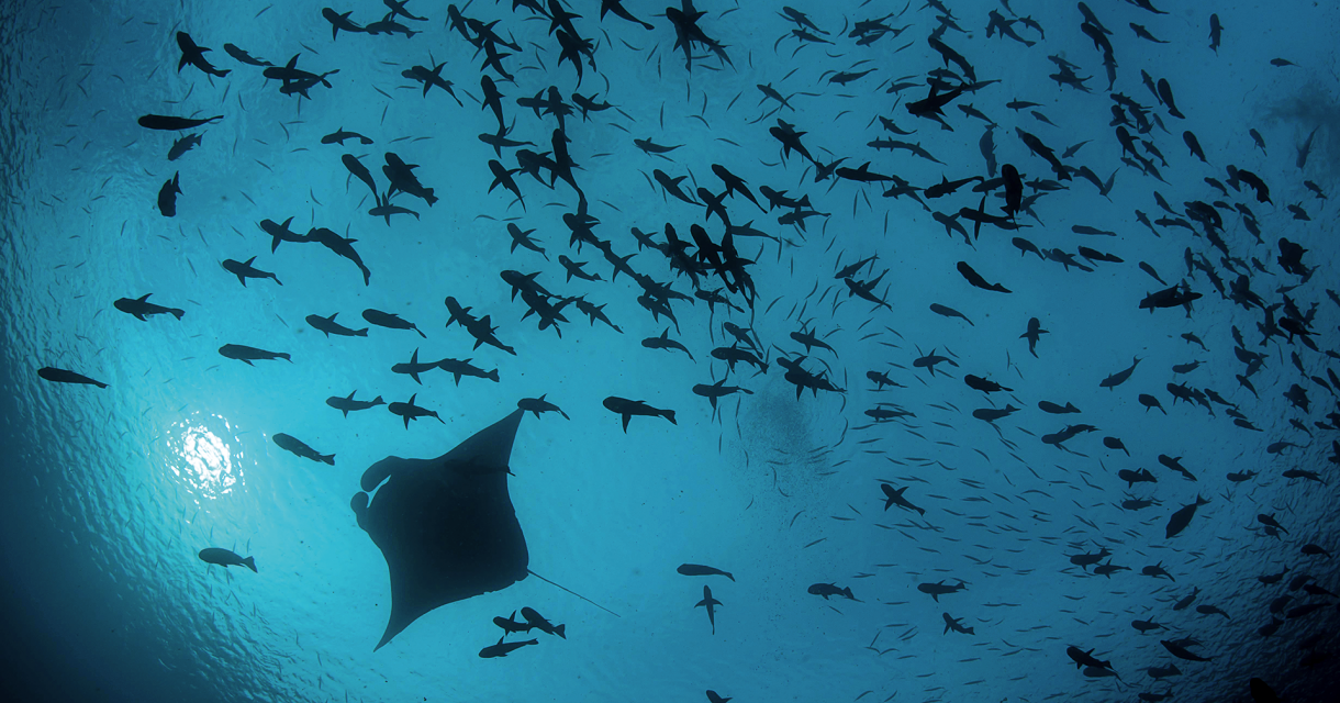 Pristine Seas Expeditions 