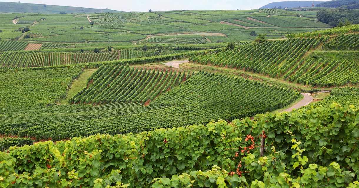 DOMAINE JOSMEYER