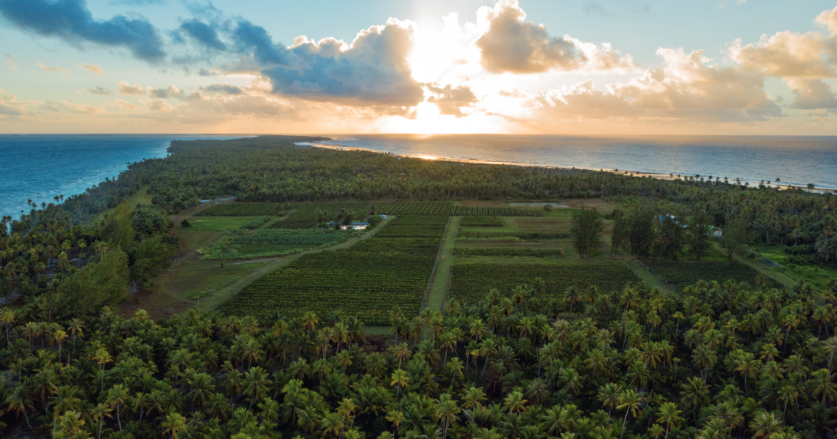 TAHITI Wine