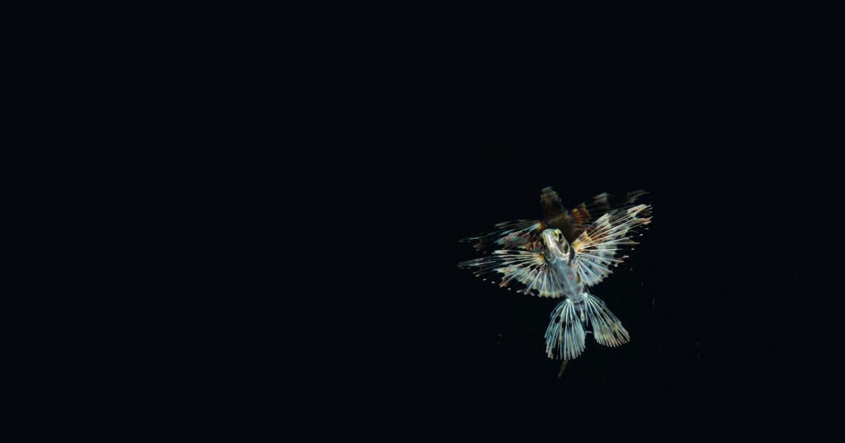 DEEP REEFS of the Far East