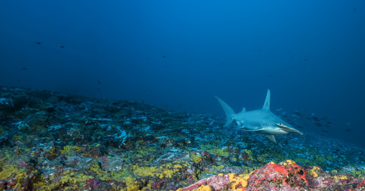 The Great HAMMERHEAD SHARK