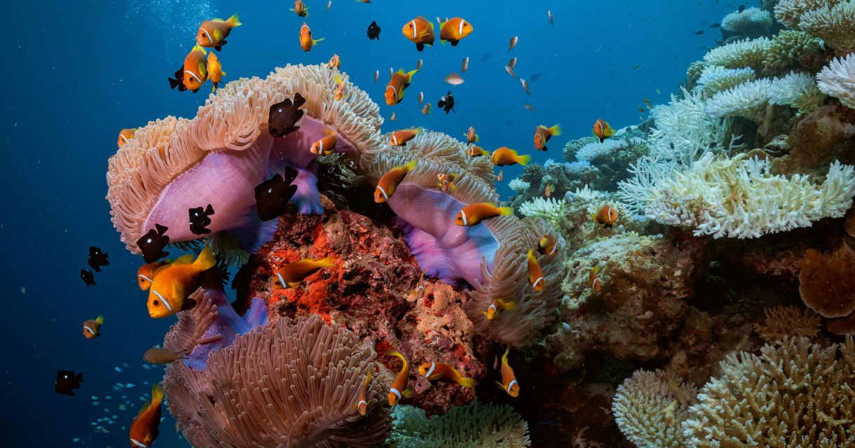 The PADI and Blancpain Partnership TURNS HOPE INTO ACTION