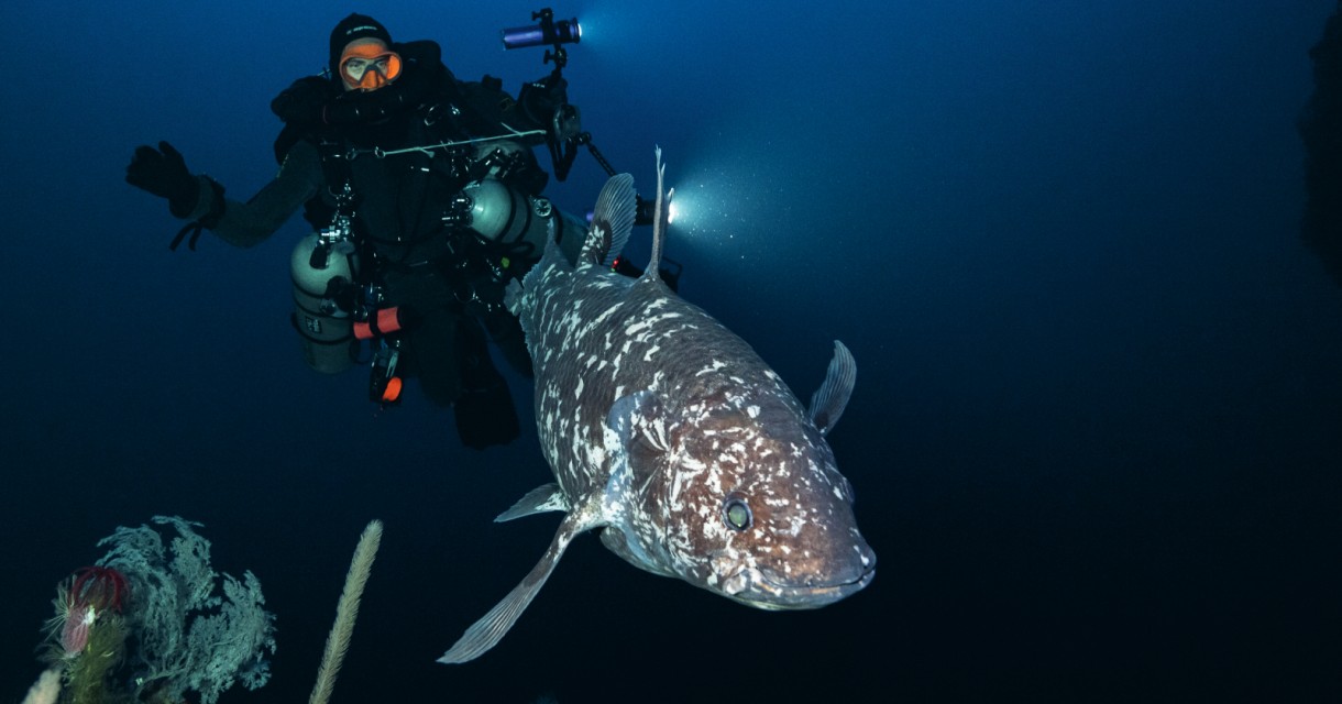 Face to Face with the Indonesian COELACANTH