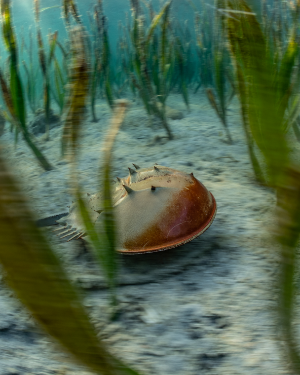 PANGATALAN the isle of horseshoe crabs