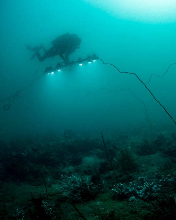 Coral reef fencing.

