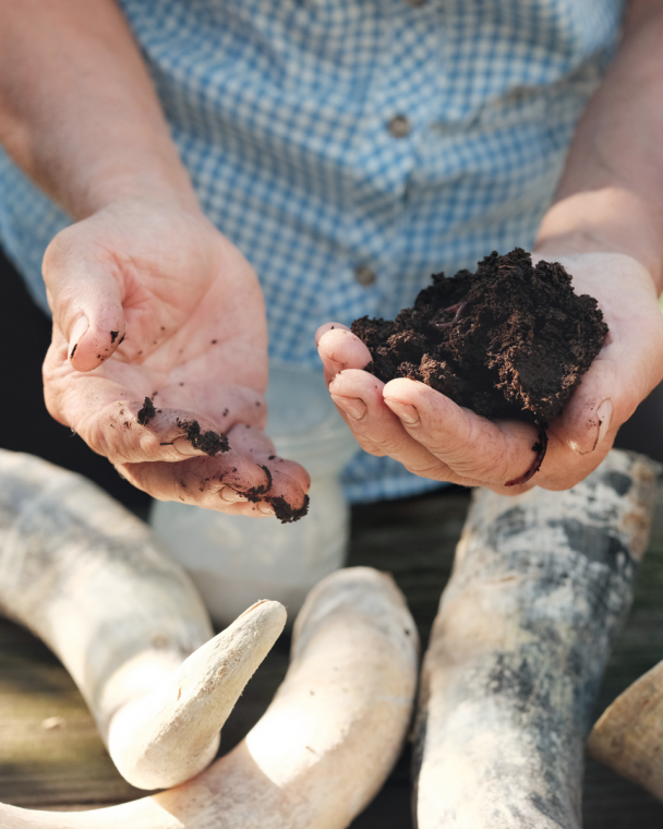  Preparation of the mixture which will be placed within cow horns and buried.