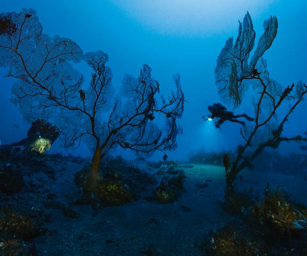 The impressive size of these old gorgonian sea fans indicates that conditions have been stable for a very long time, undoubtedly more than a hundred years.&nbsp;
