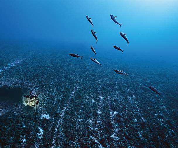700 Sharks IN THE NIGHT