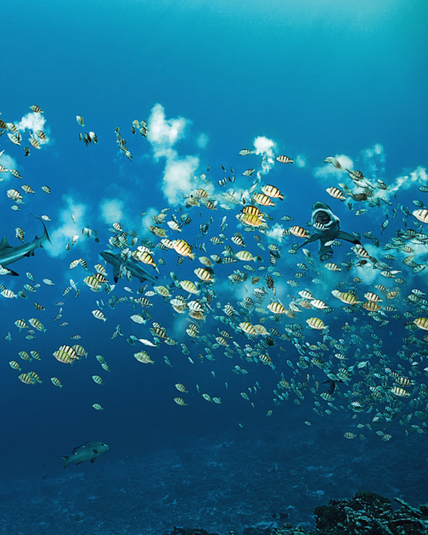  The “Manini”, small surgeon fish, gather every two weeks, at sunset, to reproduce in the shallow waters of the Pass. Followed by the sharks, they rely&nbsp;on their agility to escape the hungry jaws.