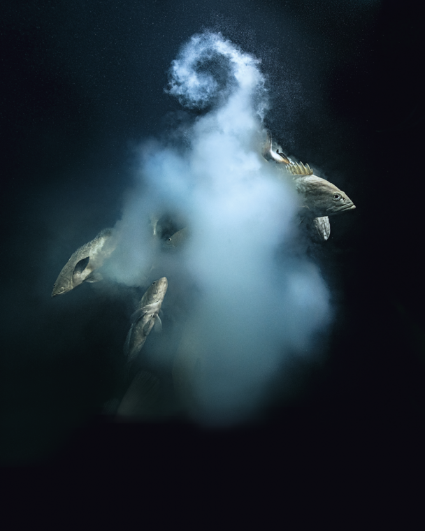 As the couple swims up for the female to release her eggs, opportunistic males quickly follow and release their semen, turning the water into a white, milky cloud. All this happens in less than half a second.

