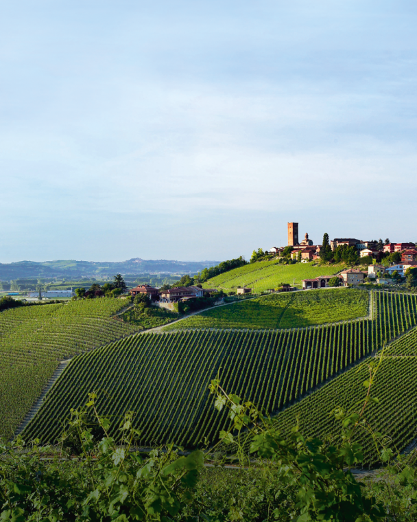 GAJA WINE
