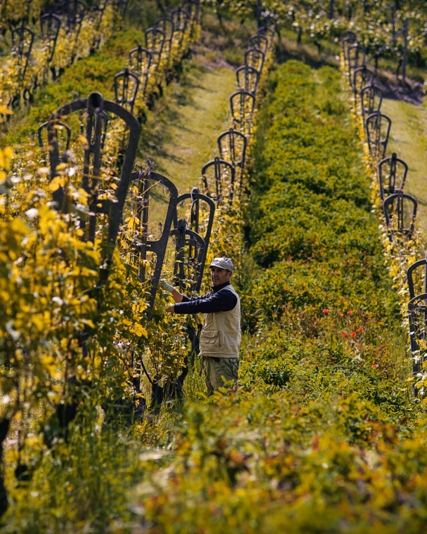 GAJA WINE