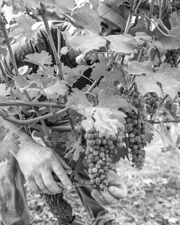 GAJA WINE