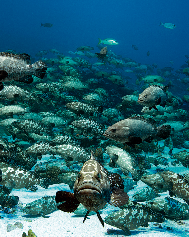 The count in 2014 revealed a number totaling 18,000 groupers. In 2015, Laurent returned to the location and there appeared to be even more. In 2016, the entire team will attempt a new expedition and who knows how many groupers will be there this time?
