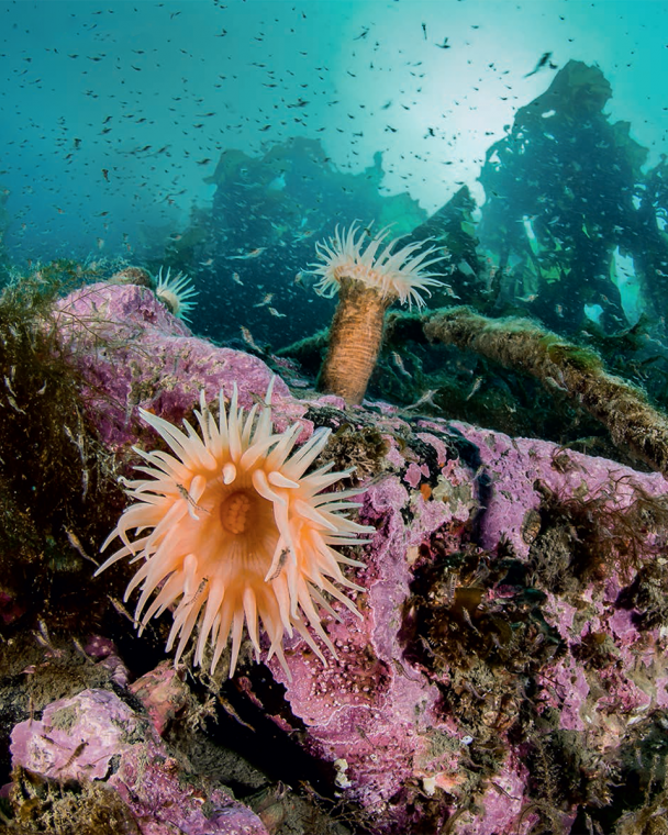 Anemones in the frigid waters of Franz Josef Land look like Arctic underwater flowers.

