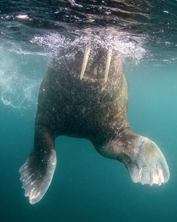 Walruses are very curious animals, coming close to inspect everything from underneath.
