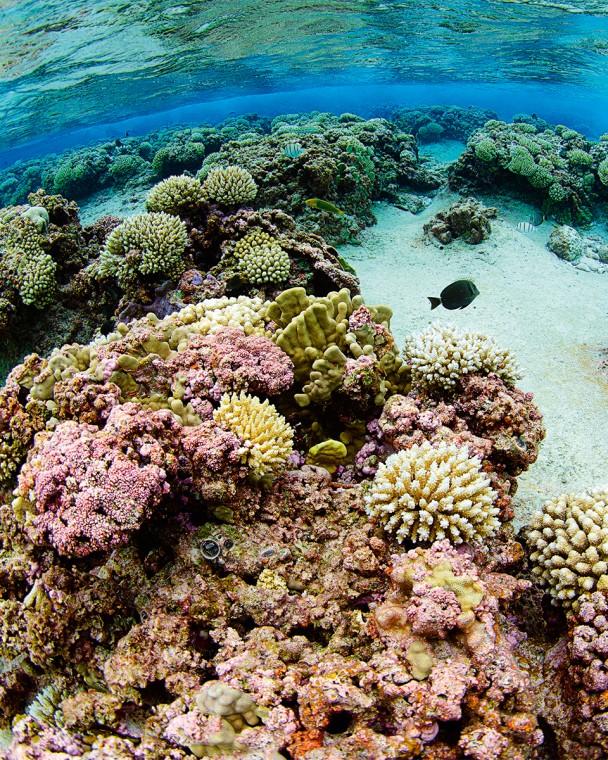 Healthy shallow reefs at Henderson.
