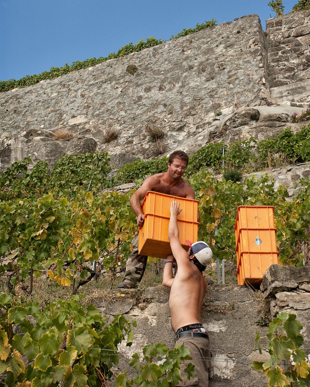 Manual harvesting with crates in Luc Massy's vineyards.
