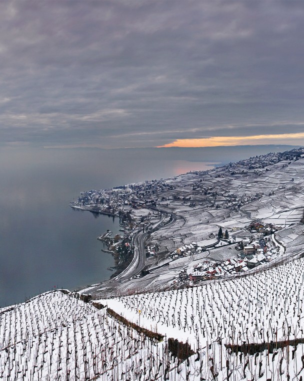 Vineyard above the Tour de Marsens, in winter.
