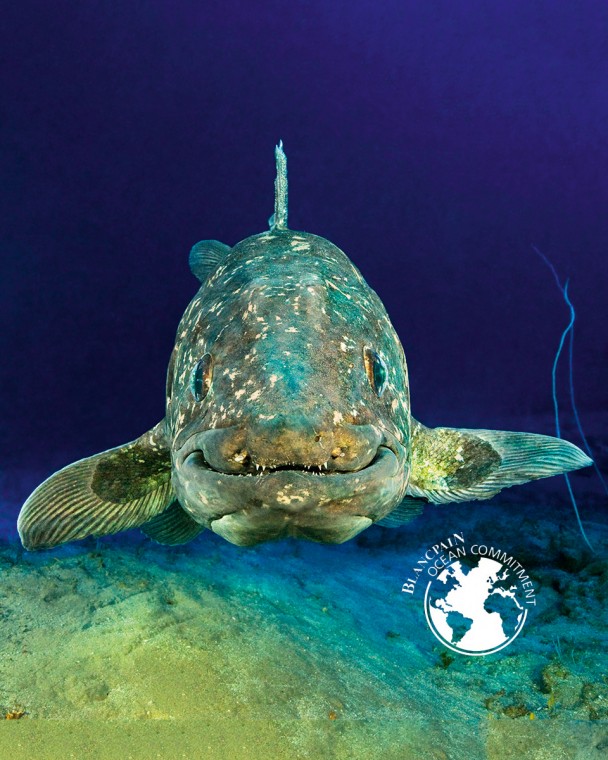 Gombessa THE FISH THAT DEFIES Time