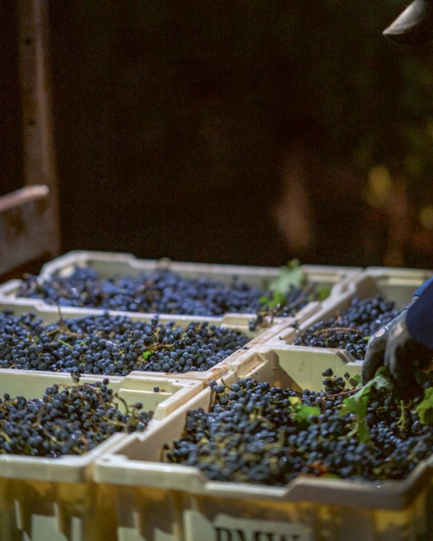 Peter Michael WINERY