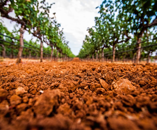 Peter Michael WINERY
