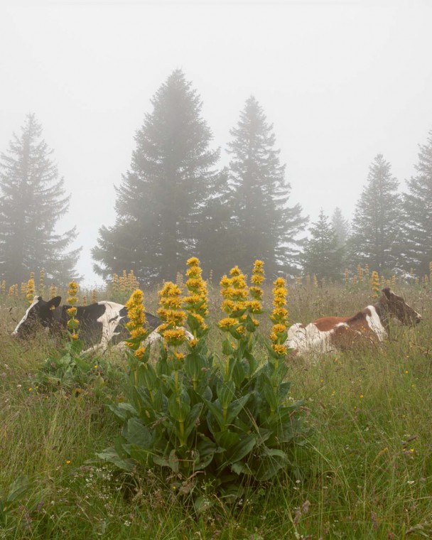 THE “YELLOW FAIRY” of the Swiss mountains