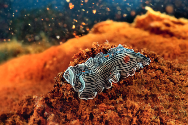 The Mediterranean: FIRE BENEATH THE SEA