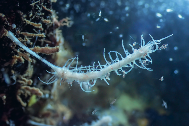 The Mediterranean: FIRE BENEATH THE SEA