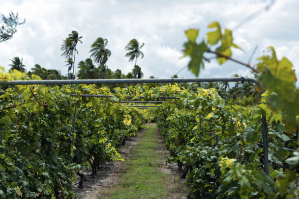 The principal varietal, Carignan Rouge.

