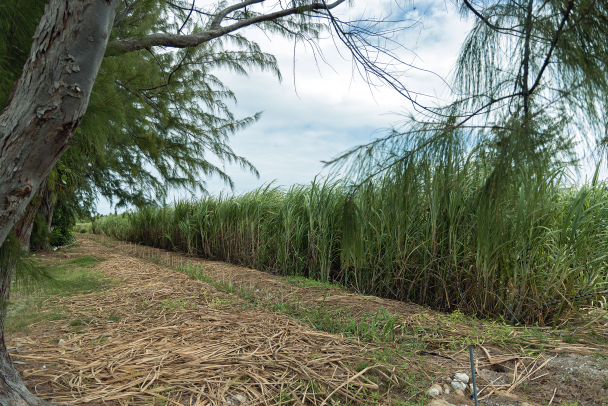 Sugar cane plantings that surround the vineyard.
