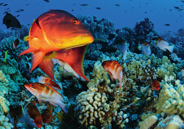 BLANCPAIN’S OCEAN COMMITMENT