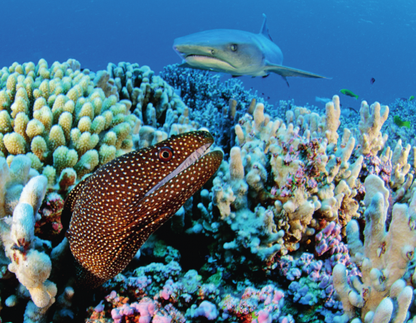 Photos from the Pitcairn Pristine Seas expedition.

