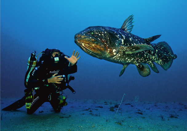 The Coelacanth, Gombessa 1.
