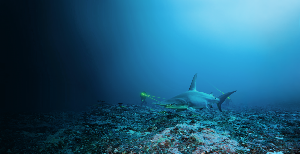 Using lasers to measure the size of a hammerhead shark.
