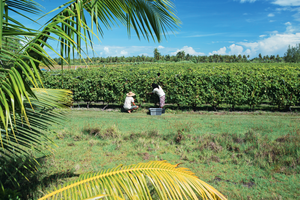 TAHITI Wine