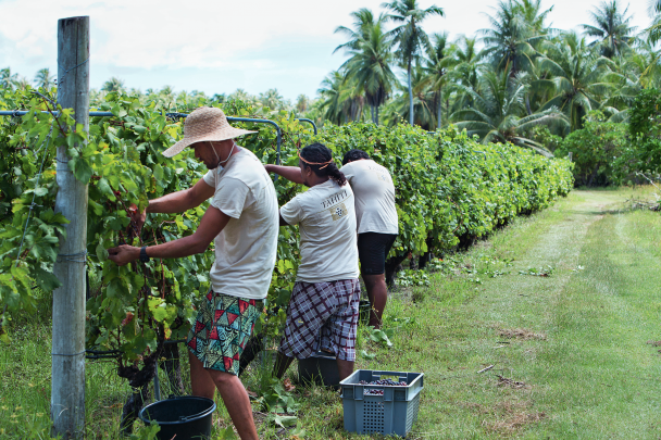 TAHITI Wine