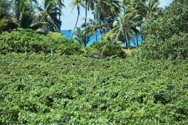 TAHITI Wine