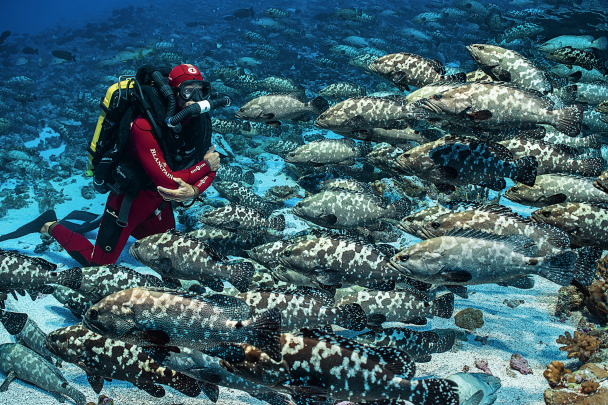 Without bubbles or noise, a diver can approach animals far more easily – another advantage of the rebreather.
