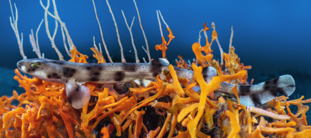 This picture is almost life-size: it shows a young dogfish (or baby shark),&nbsp;Scyliorhinus stellaris, measuring just 20 cm long. We can see by the shiny flashes of its skin that it is covered with placoid scales made from enamel and dentine, like its teeth.
