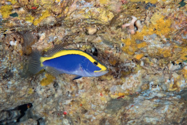 A Goldribbon Soapfish, Aulacocephalus temminckii, spotted at a depth of 122 metres.