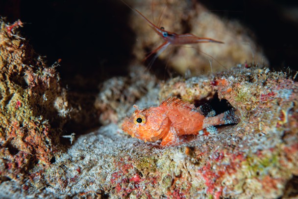 An undetermined species of small scorpionfish, photographed at a depth of 131 metres.