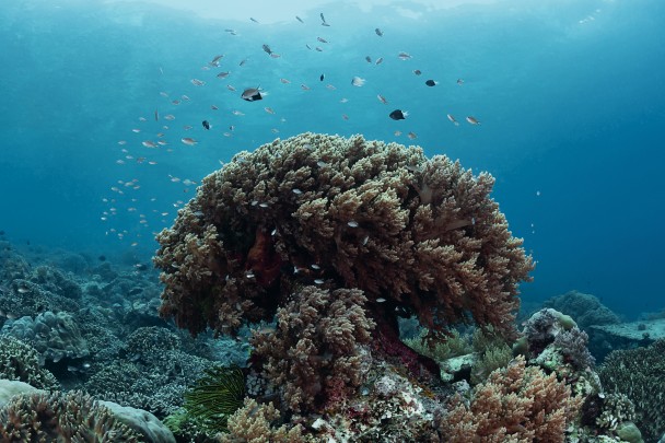 Life abounds in total harmony just a few metres below the surface.&nbsp; &nbsp;